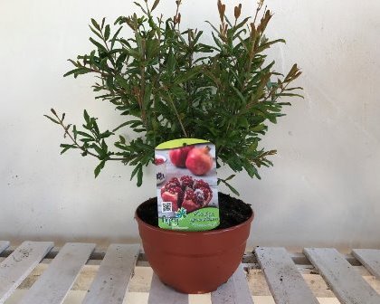 Punica granatum - Pomegranate